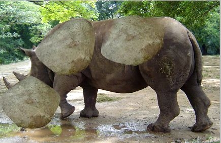 Creation of Rhino: Step 3